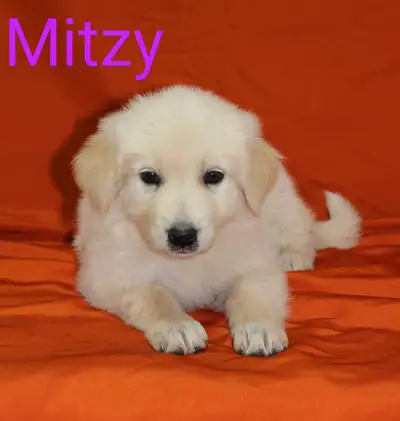 German Shepherd X puppies, View more