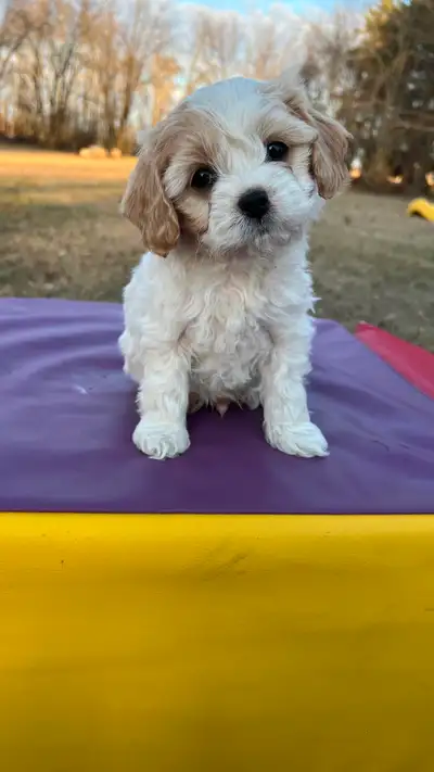 MALE CAVACHON PUPPY, View more