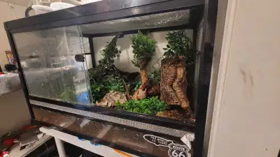Crested gecko enclosure, View more