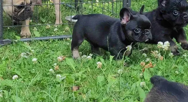 Fluffy French bulldog puppies in Dogs & Puppies for Rehoming in City of Toronto - Image 2