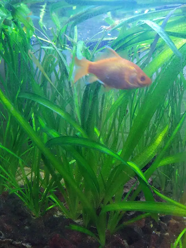 Vallisneria Aquarium plants in Fish for Rehoming in Calgary - Image 2