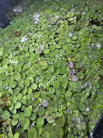 Duckweed and Water lettuce , View more