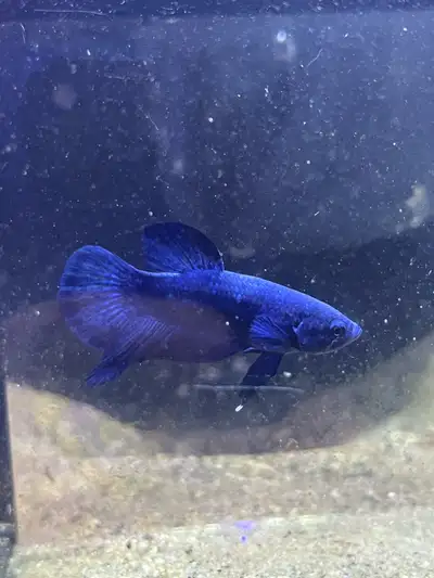 30$ price is a little negotiable Pick up near Donlands and Danforth