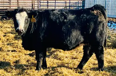 2025 Born open heifers on offer by Galaxy Simmentals We are Offering a beautiful pen of 11 open heif...