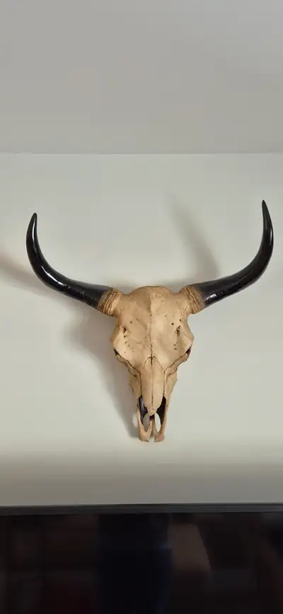 Tête de buffle décorative, View more