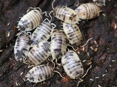 Dairy Cow Isopods, View more
