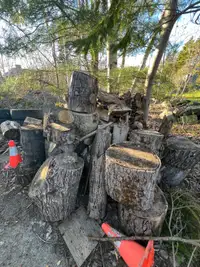 Fire wood / stumps for targets or other use