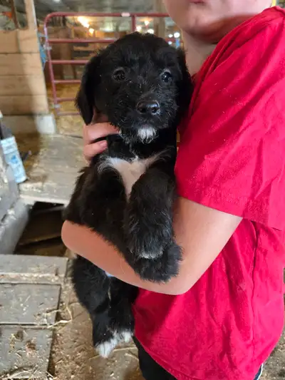 I have some really cute colorful friendly healthy pups to rehome. They are available now for a new f...