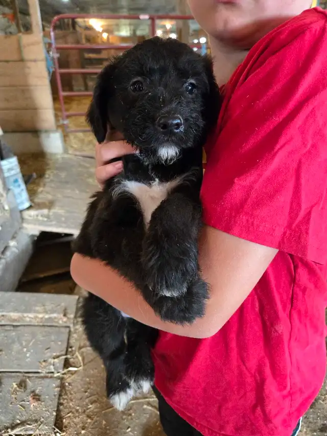 CUTE COLORFUL B1 LABRADOODLE PUPS in Dogs & Puppies for Rehoming in Norfolk County - Image 3