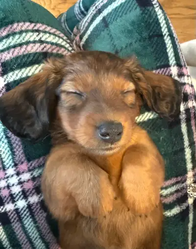 Miniature Dachshund Puppies, View more