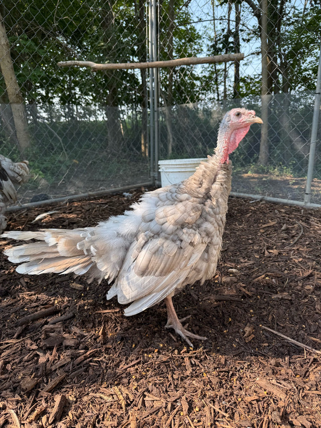 Blue Slate Turkeys in Livestock in Chatham-Kent - Image 2