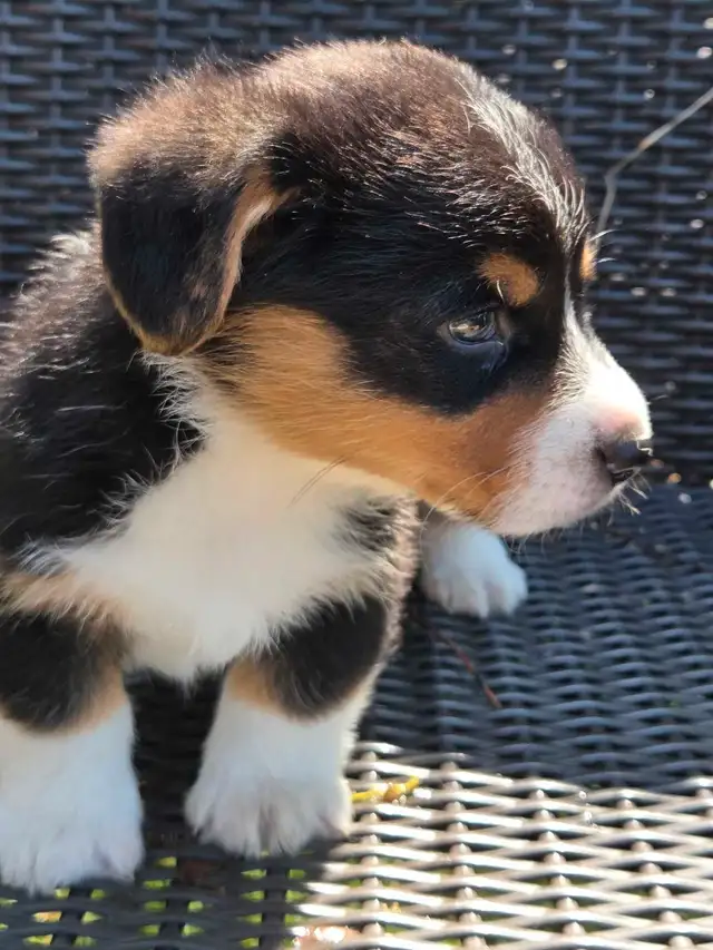 Chiots Corgi Pembrooke Welsh in Dogs & Puppies for Rehoming in Longueuil / South Shore - Image 4