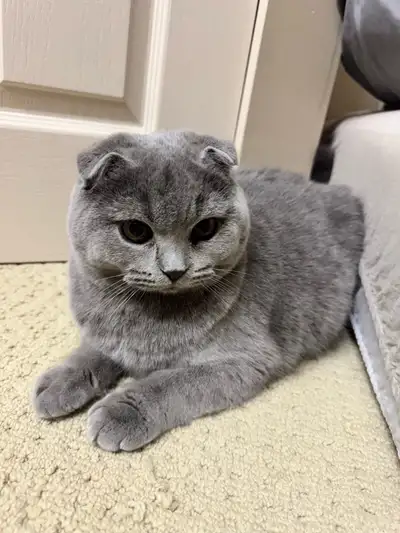 Scotish fold cats for adoption, View more