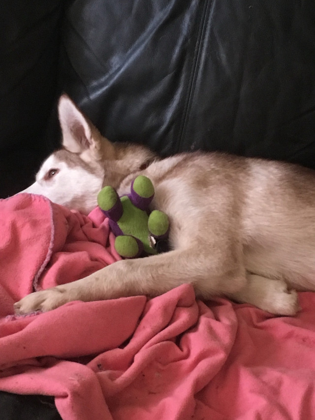 Siberian Husky pair to be rehomed in Dogs & Puppies for Rehoming in Ottawa - Image 4