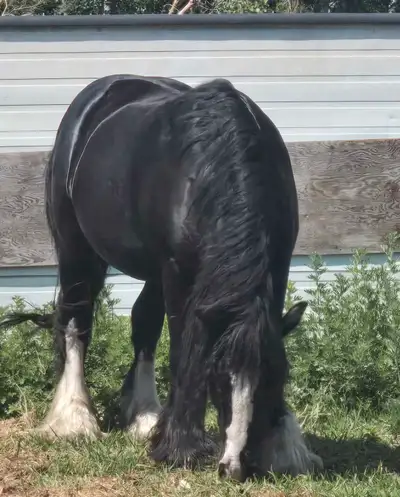 Looking for Gypsy Vanner Breed Lease Mare, View more