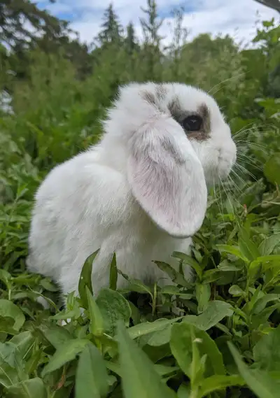 Baby Holland lops , View more
