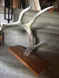 Authentic deer antler display [SOLD]
