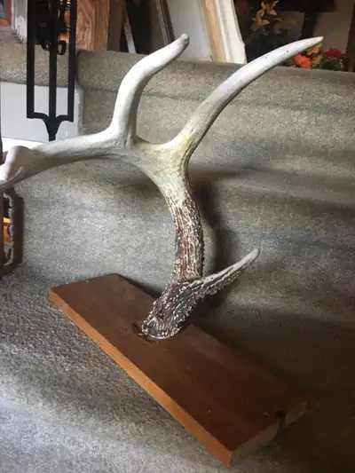 Authentic deer antler display [SOLD], View more