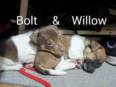 Jack Russel Puppies, View more