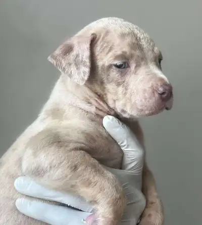 Purebred Silver Lilac & Champagne Merle Puppies, View more