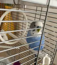 Budgie for sale 