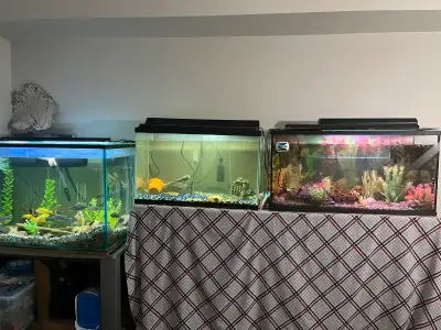 Rehoming YOUR FREE Fish, Aquarium, Supplies, and Decor! PLEASE READ. *Please note that I will only b...