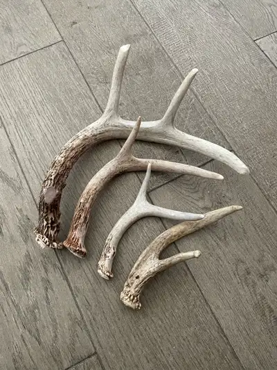 4 Naturally shed whitetail deer antlers / horns, View more
