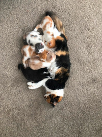Indoor/outdoor kittens