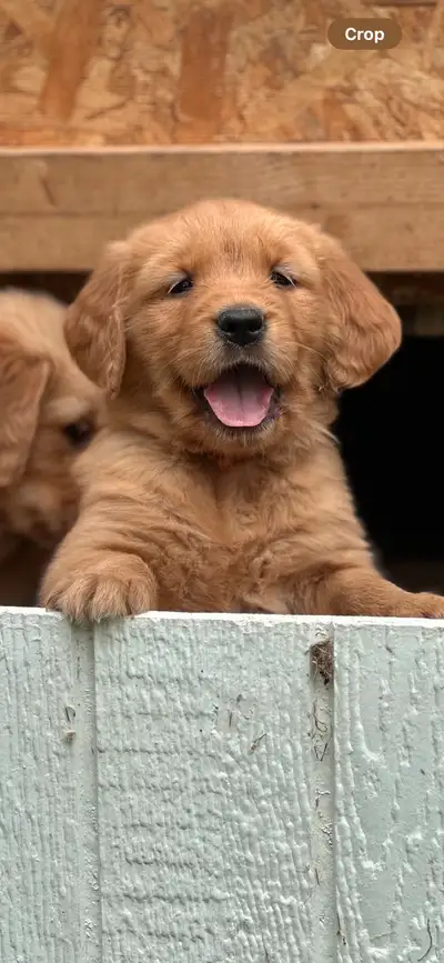 Purebred golden retriever puppies for sale! These little ones will be ready to go the weekend of Jun...
