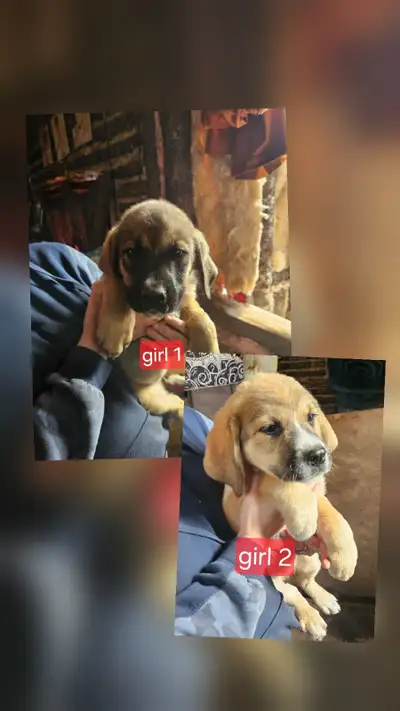 Giant puppies, View more