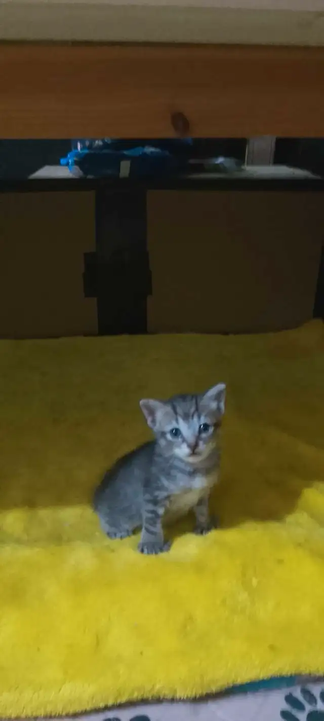*Chaton Femelle* 8 semaines prête @ partir !! in Cats & Kittens for Rehoming in Laval / North Shore - Image 5