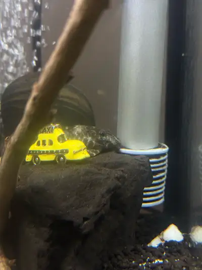 pleco for rehoming, View more