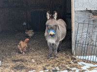 Forest mini donkey 