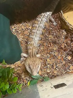 BLUE TONGUE SKINKS ON SPECIAL in Reptiles & Amphibians for Rehoming in Muskoka - Image 2