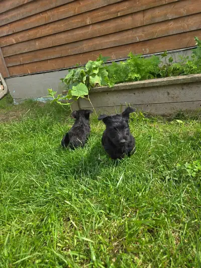 Scottish Terrier Puppies, View more