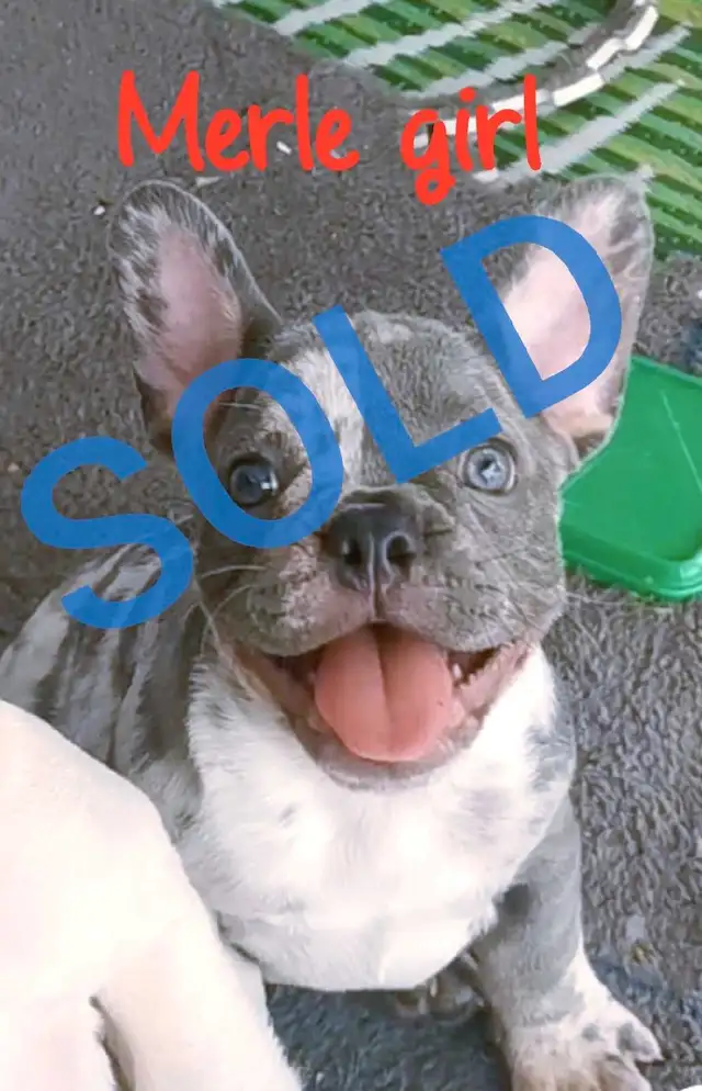 CKC Registered exotic French bulldog puppies available in Dogs & Puppies for Rehoming in City of Toronto - Image 2