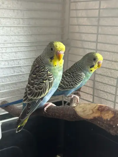 Budgie Parakeets , View more