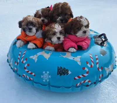 Tiny Teddys | Teddy Bear Puppy • Zuchon Shichon Shih-Tzu Bichon, View more