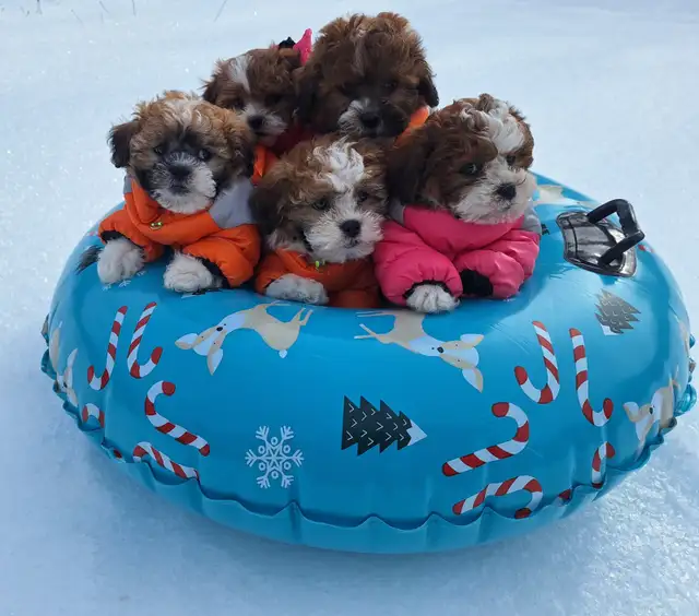Tiny Teddys | Teddy Bear Puppy • Zuchon Shichon Shih-Tzu Bichon in Dogs & Puppies for Rehoming in North Shore - Image 2