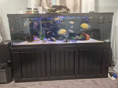 Selling my 125 gallon aquarium 72" x 18"x 21" all accesories and about 30 cichlid fish included. 2 f...