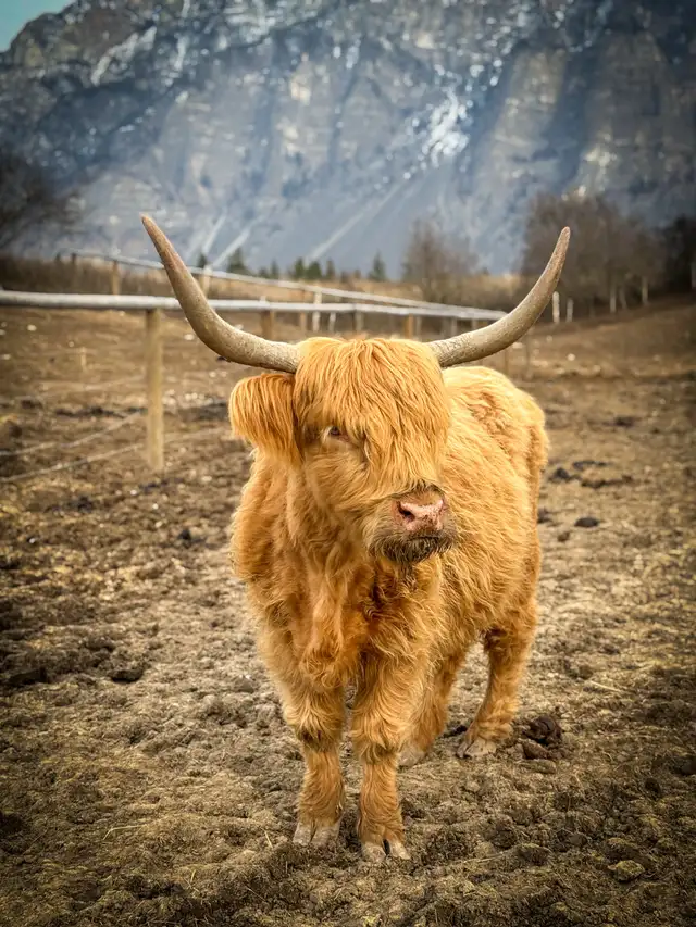 Highland cow and bull calf for sale in Livestock in Nelson - Image 5
