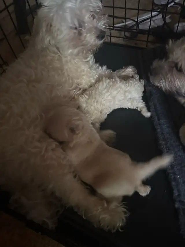 Adorable Doodles in Dogs & Puppies for Rehoming in City of Toronto - Image 3