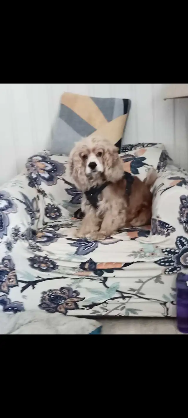 pet sitter needed533465444061040642