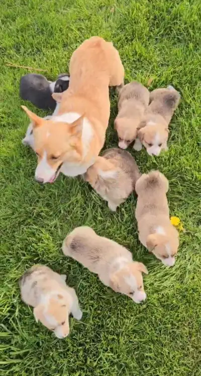 Corgi Puppies, View more