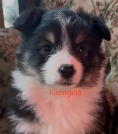 Fluff corgi puppies dna’d parents, View more