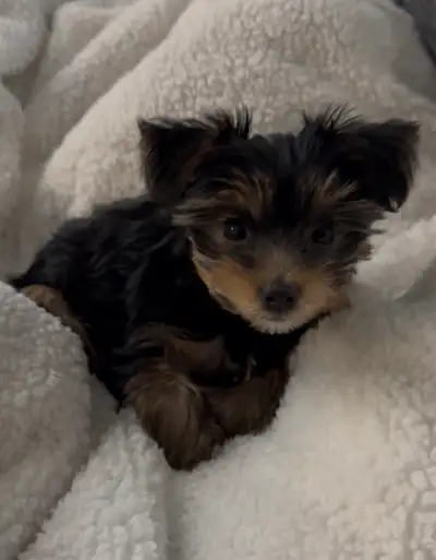 Looking to trade for a Husky, View more