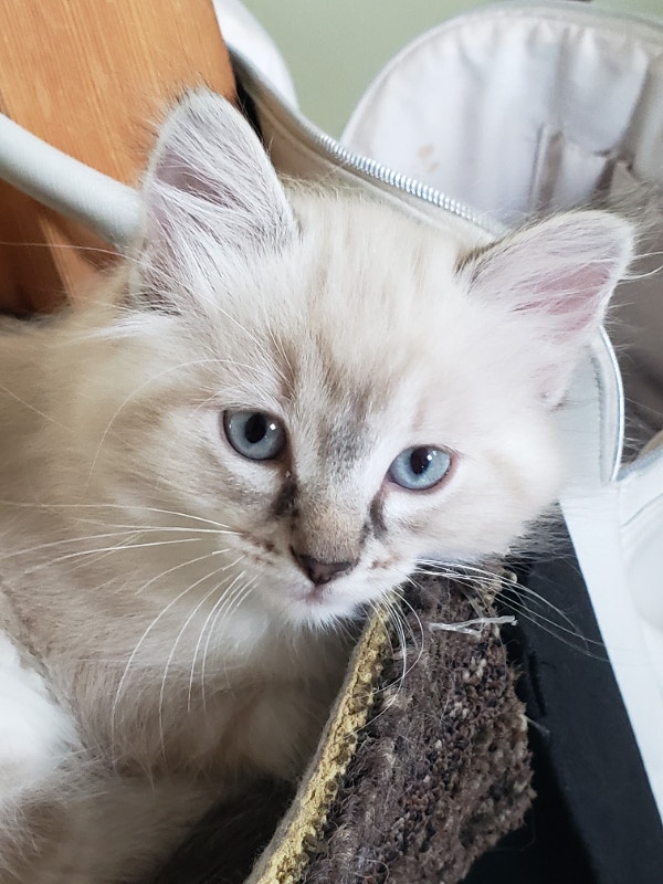 Ragdoll kitten | Cats & Kittens for Rehoming | Nanaimo | Kijiji