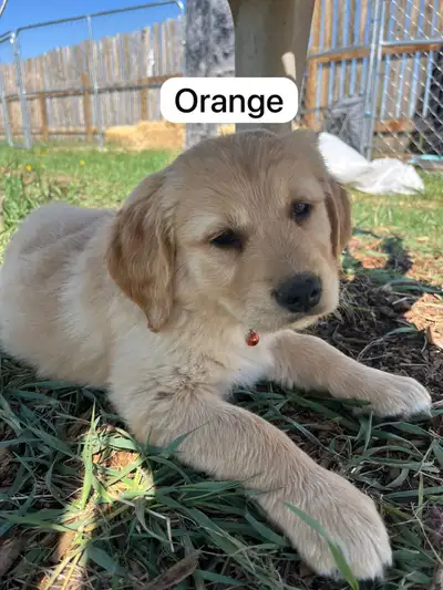 Come pick out your puppy! Ready for adoption! Clean bill of health from vet:) Who doesn’t want to sp...