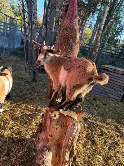 Nigirian dwarf two boys, View more