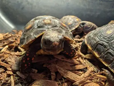 Redfoot Tortoise, View more